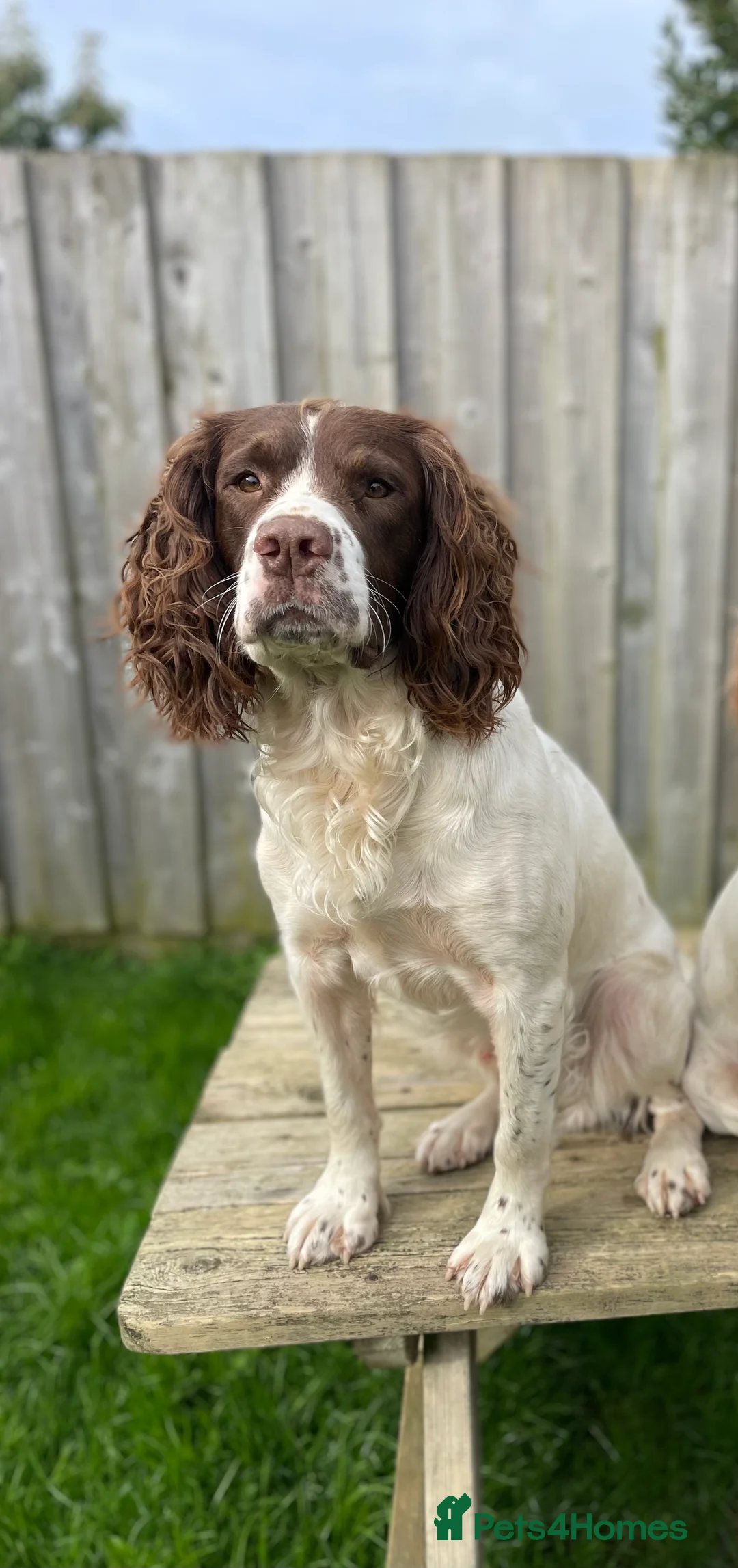 English Springer Spaniel dogs for stud: Proven English Springer Spaniel for stud  in Bude - Advert 5
