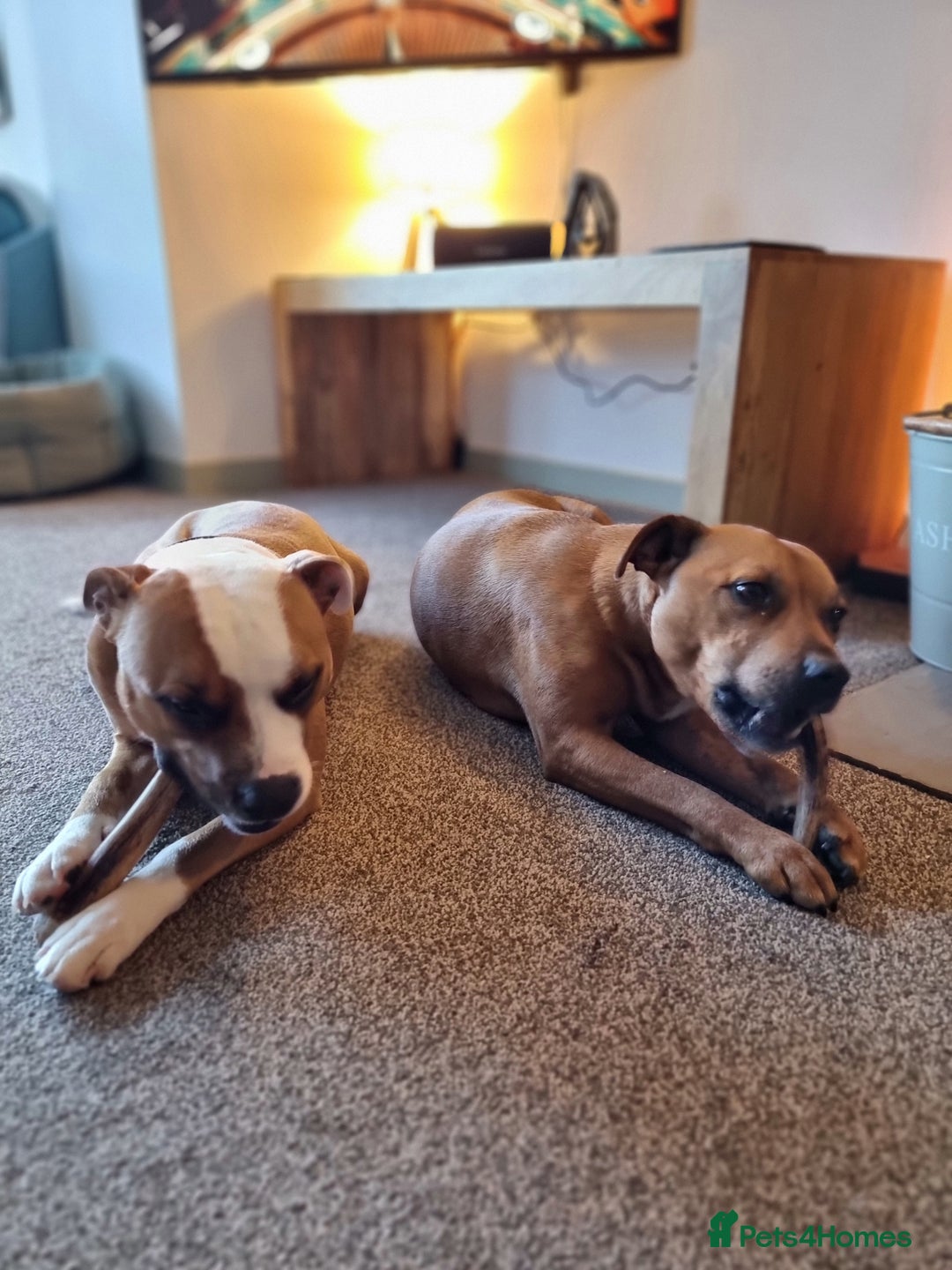 Staffordshire Bull Terrier dogs for sale: Male Staffordshire Bull Terrier  - Advert 6