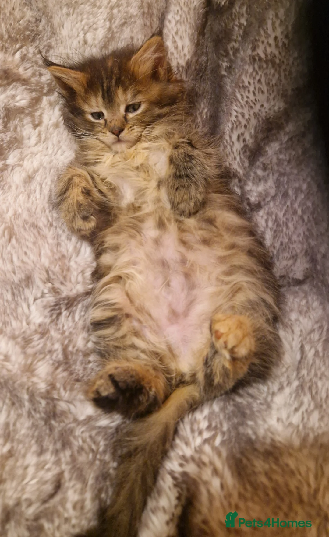 Mixed Breed cats for sale: Last female - mix Mainecoon - Advert 7
