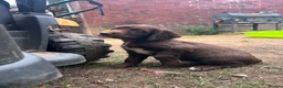 Sprocker dogs for sale: Springer x Cocker Pups  in Barnsley - Advert 5