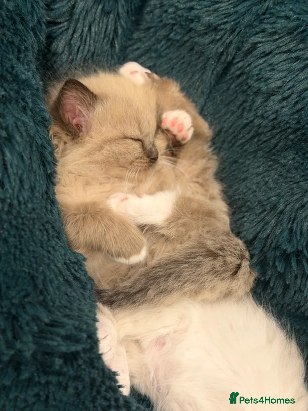 Ragdoll cats for sale: True Ragdolls looking for forever loving homes. - Advert 24