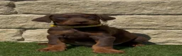 Dobermann dogs for sale: Full European Pedigree Dobermans in Maldon - Advert 7