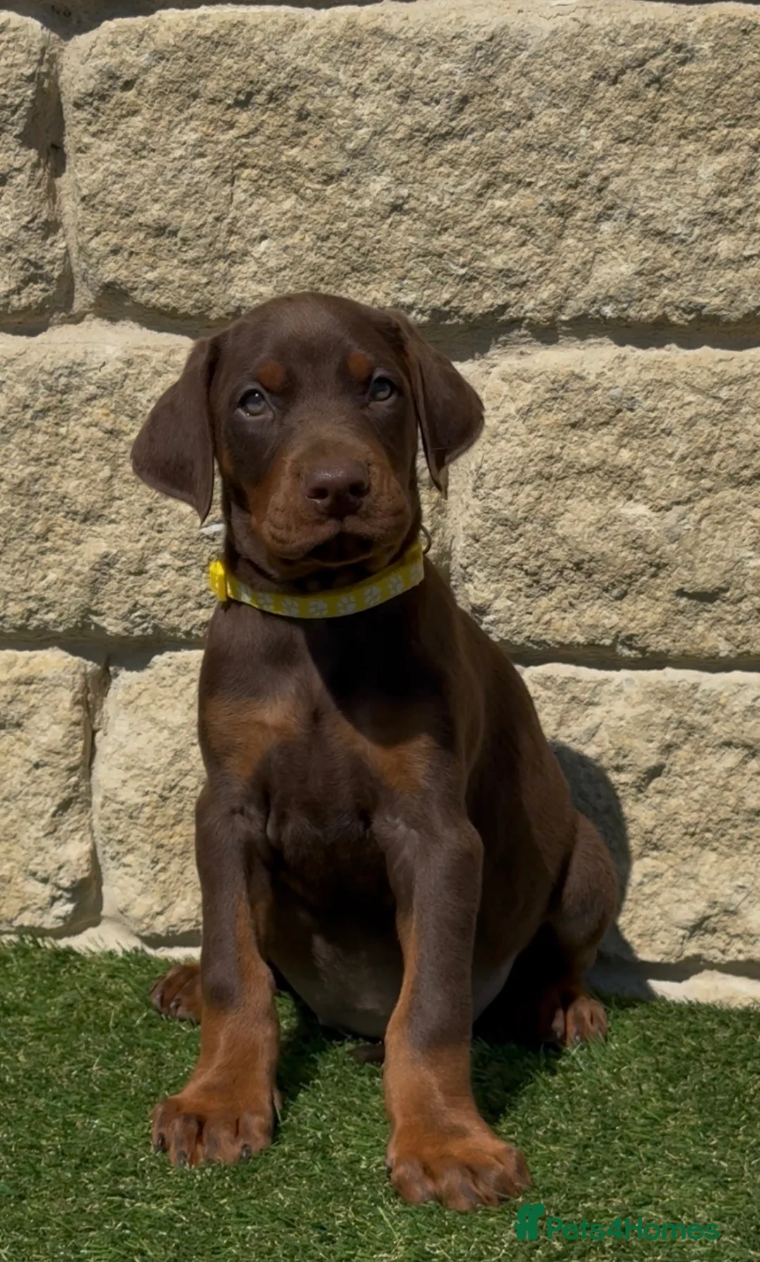 Dobermann dogs for sale: Full European Pedigree Dobermans in Maldon - Advert 7