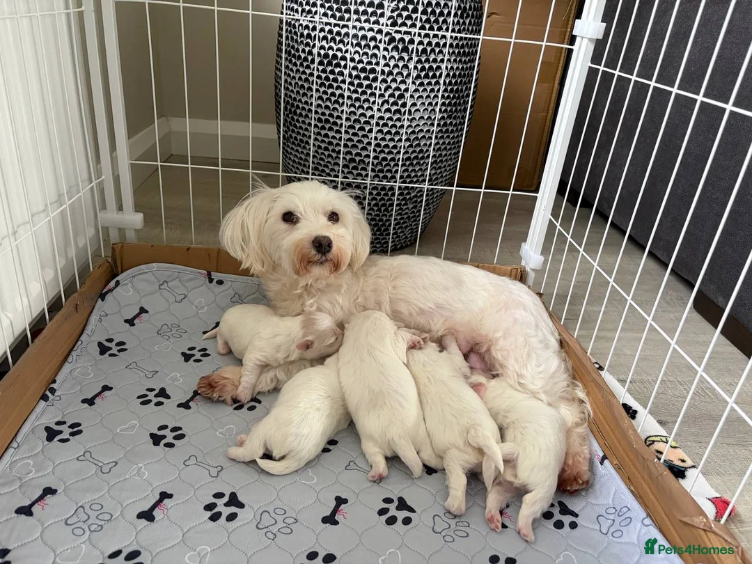 Mixed Breed dogs for sale: Beautiful Maltese Cross Puppies  - Advert 1