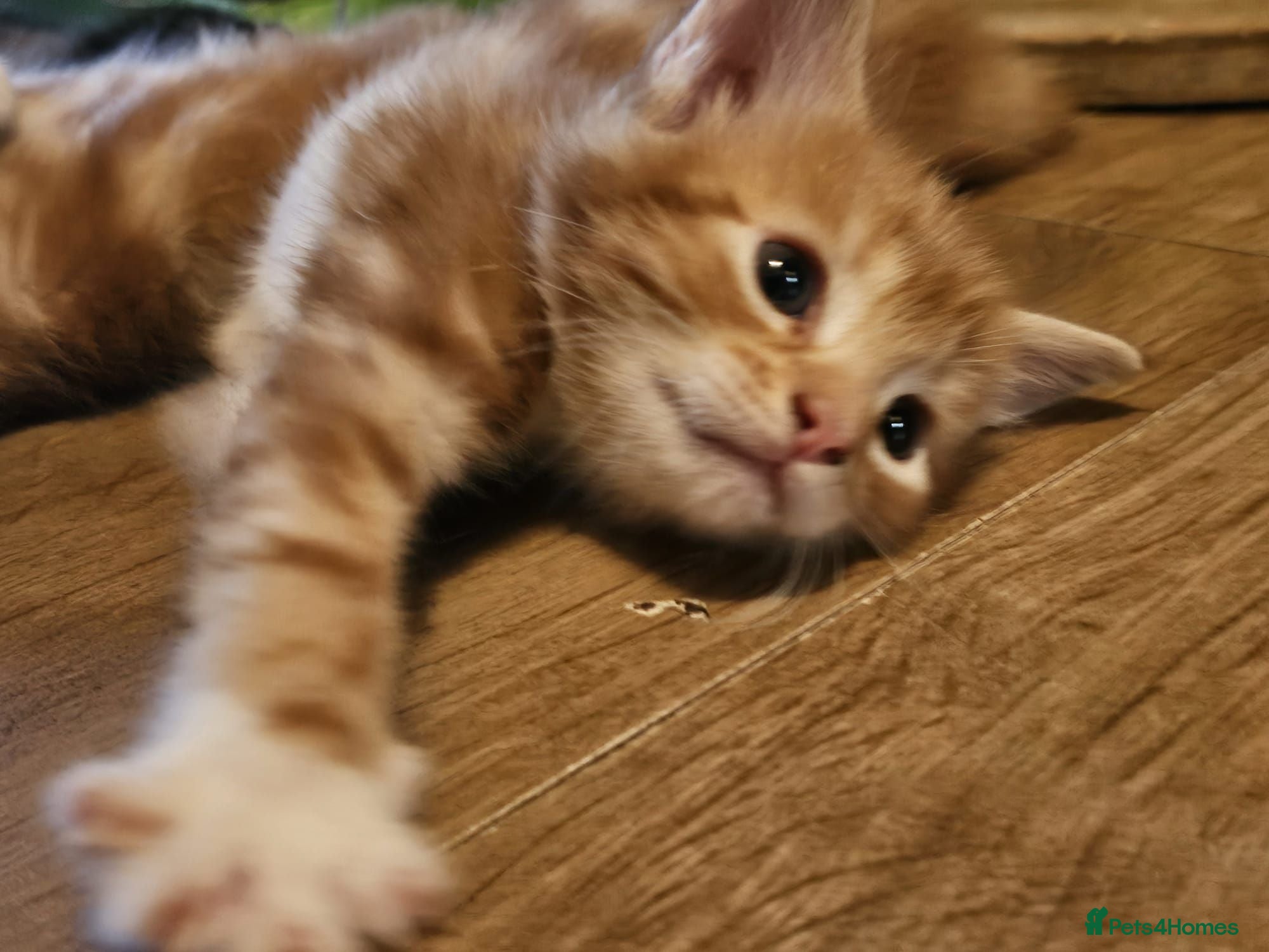 Mixed Breed cats Cute kittens looking for a new home  - Advert 2