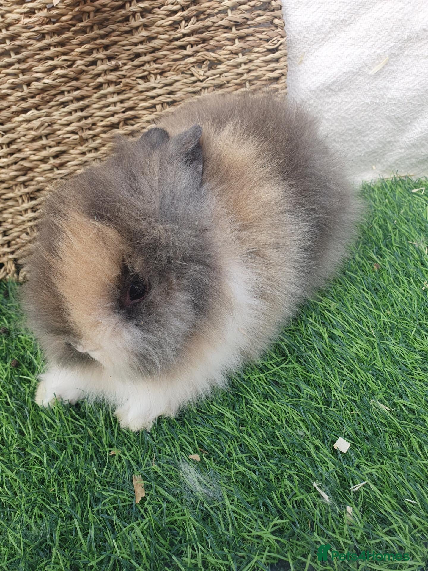 Lionhead rabbits Double Mane Lionheads - Advert 1
