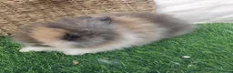 Lionhead rabbits for sale: Double Mane Lionheads - Advert 20