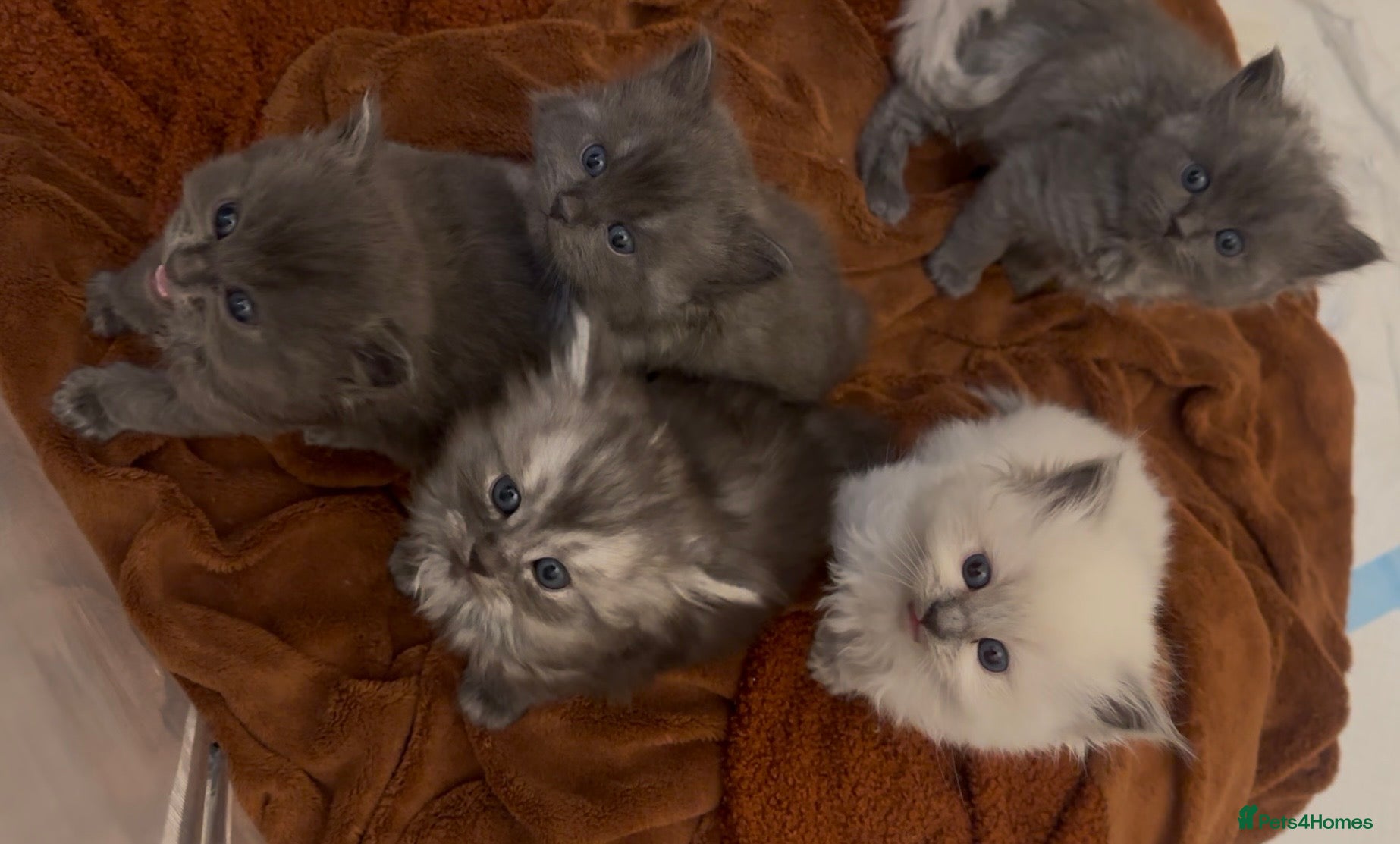 Perdoll cats PERDOLL (PERSIAN-RAGDOLL) KITTENS FOR SALE - Advert 1