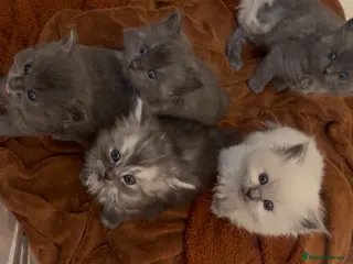 Perdoll cats PERDOLL (PERSIAN-RAGDOLL) KITTENS FOR SALE - Advert 3