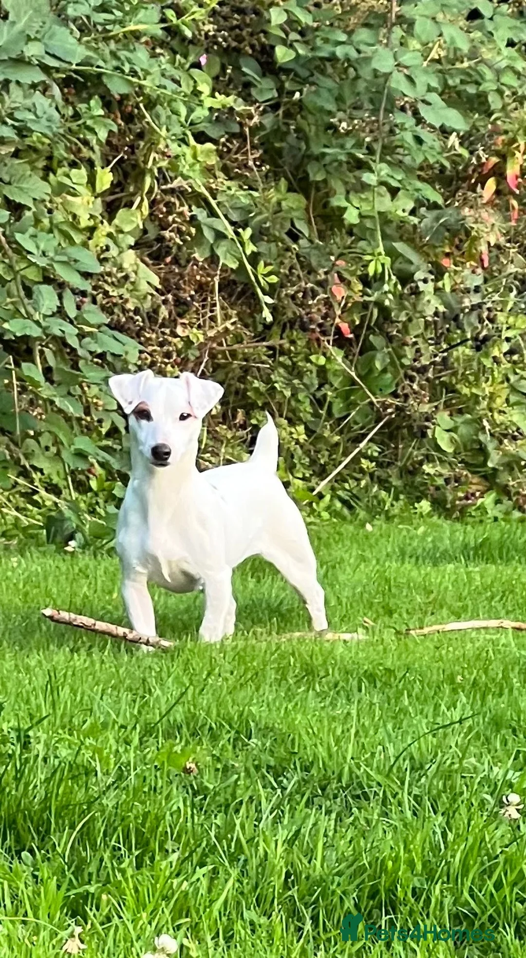 Jack Russell dogs for sale: Male pup - Advert 1