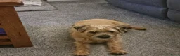 Border Terrier dogs for sale: Beautiful Kc registered Border Terrier Puppies  in Barnsley - Advert 10