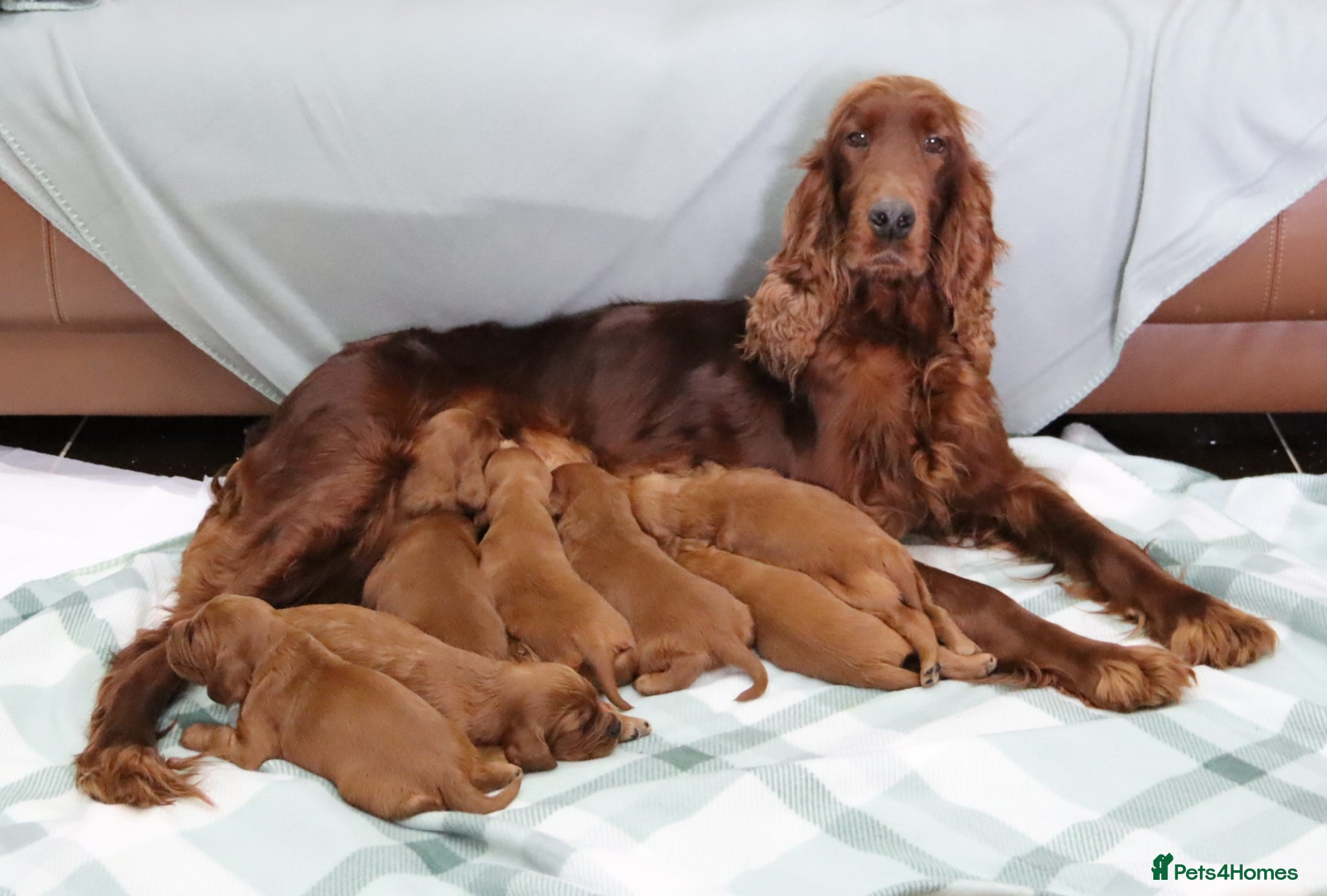 Irish Setter dogs Confident loving Irish Setter puppies  - Advert 1