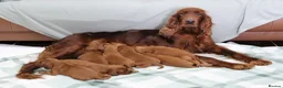 Irish Setter dogs for sale: Confident loving Irish Setter puppies  - Advert 1