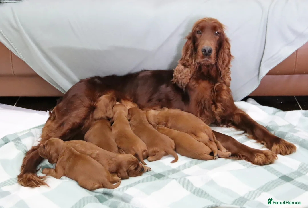 Irish Setter dogs for sale: Confident loving Irish Setter puppies  - Advert 1