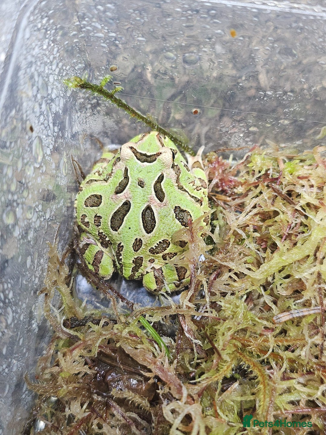 Frog reptiles for sale: PAC man frog  - Image 1