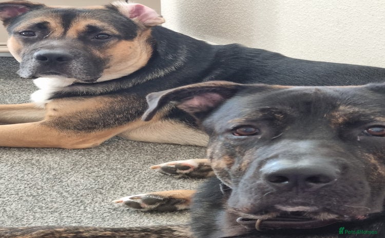 Mixed Breed dogs - Advert 1