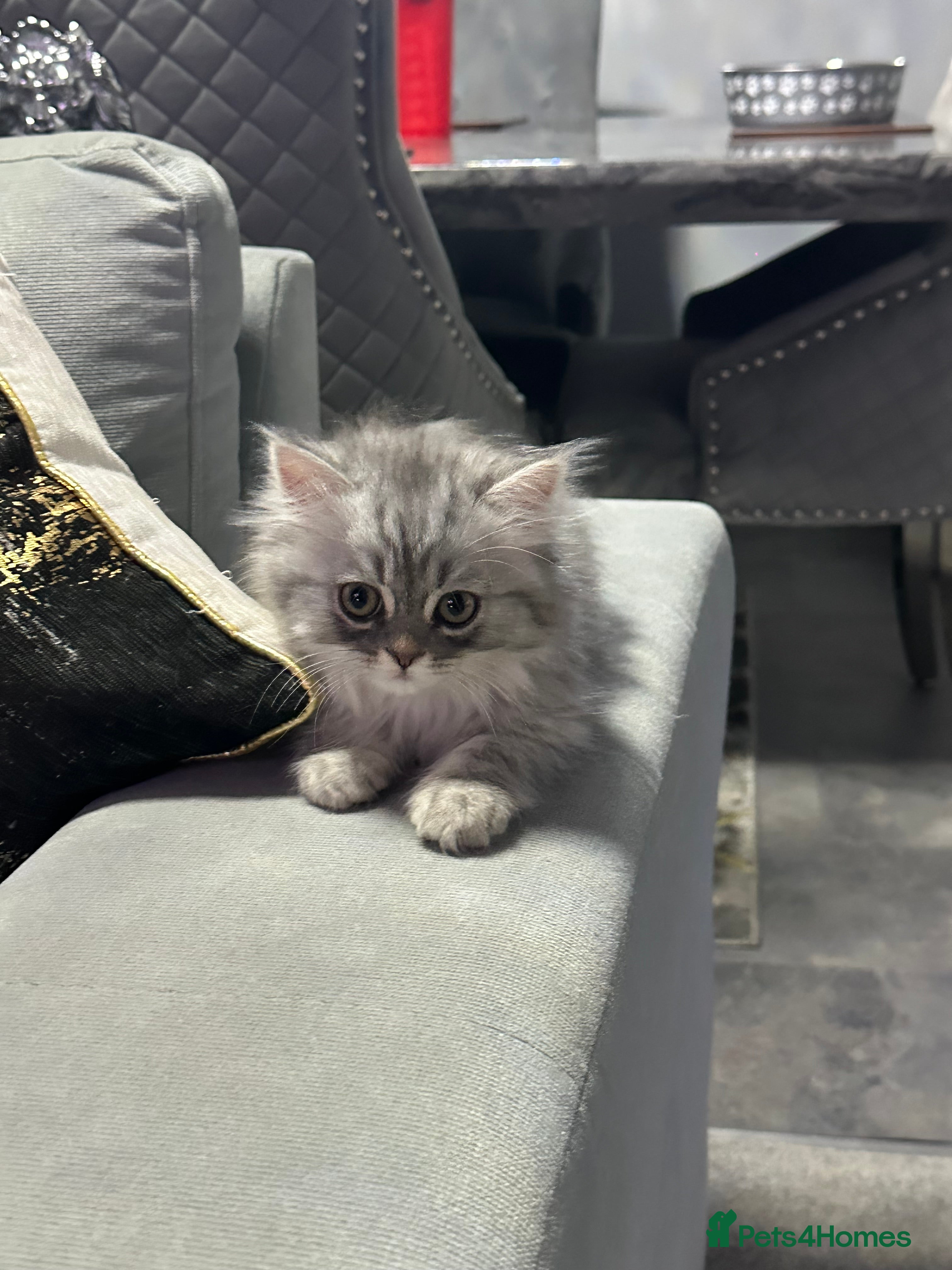 Persian cats for sale: Pure Persian long coat kitten’s - Advert 22