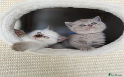 British Shorthair cats for sale: Adorable British Shorthairs available (5 females) - Image 10