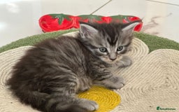 Maine Coon cats for sale: Stunning Mainecoon Kittens - Image 11