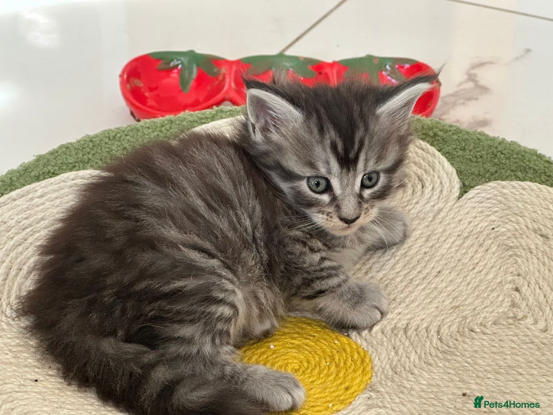 Maine Coon cats for sale: Stunning Mainecoon Kittens - Image 11