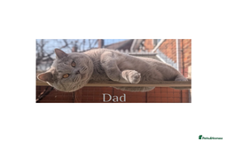British Shorthair cats for sale: British Shorthair Kittens Lilac, Lilac Cream GCCF  - Image 14