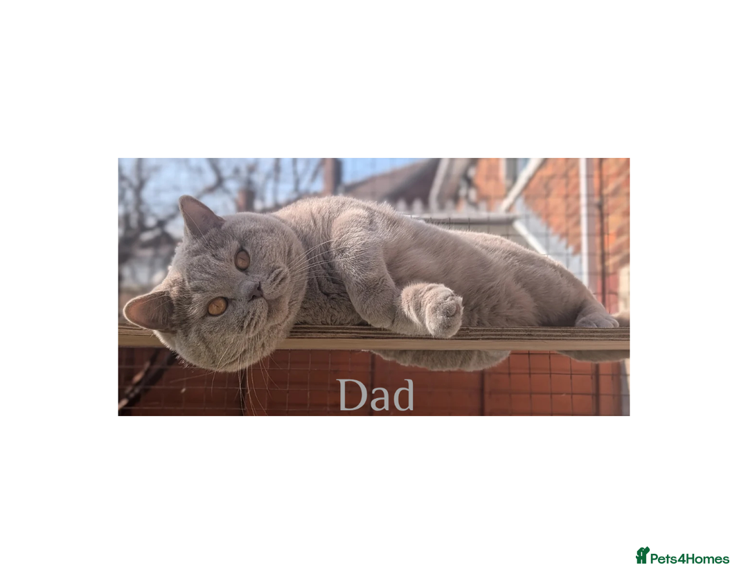 British Shorthair cats for sale: British Shorthair Kittens Lilac, Lilac Cream GCCF  - Image 14