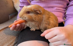 Guinea Pig rodents for sale: 5 week old male guinea pig - Advert 1