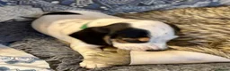 Bocker dogs for sale: Floppy ears Bockers - Advert 14