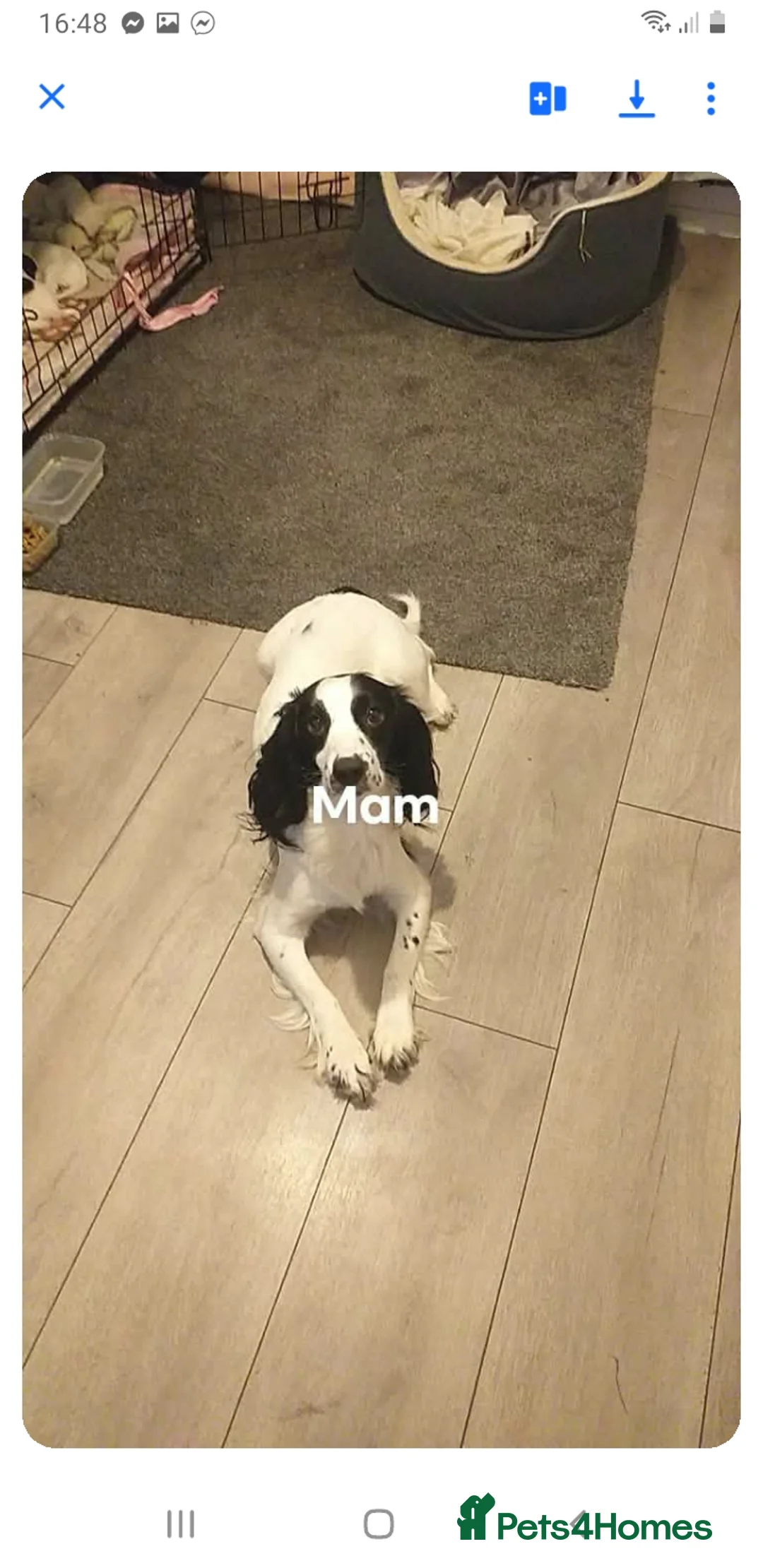 English Springer Spaniel dogs for sale: Two black and white girls  in Durham - Advert 1