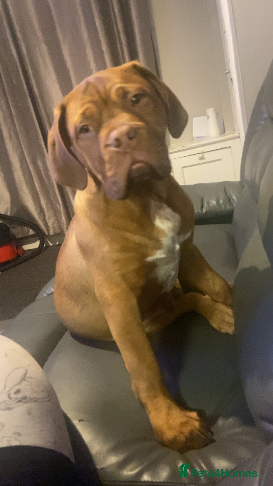 Dogue De Bordeaux dogs for sale: Murphy - Advert 3