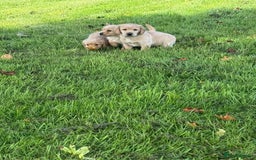 Labrador Retriever dogs for sale: Labrador puppies - Image 7
