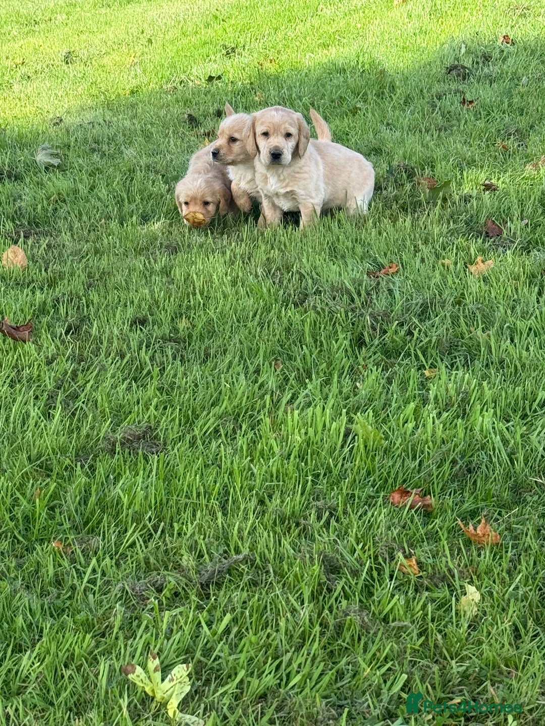 Labrador Retriever dogs for sale: Labrador puppies - Image 7