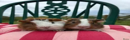 Guinea Pig rodents for sale: Baby guinea pigs for sale  - Advert 6