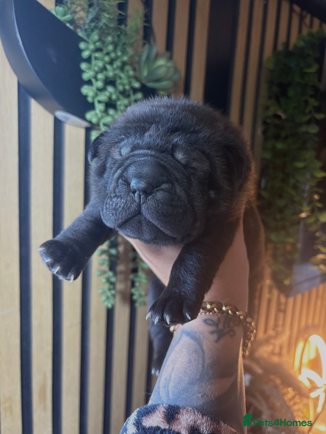 Shar Pei dogs for sale: Black sable Sharpeis  - Advert 5