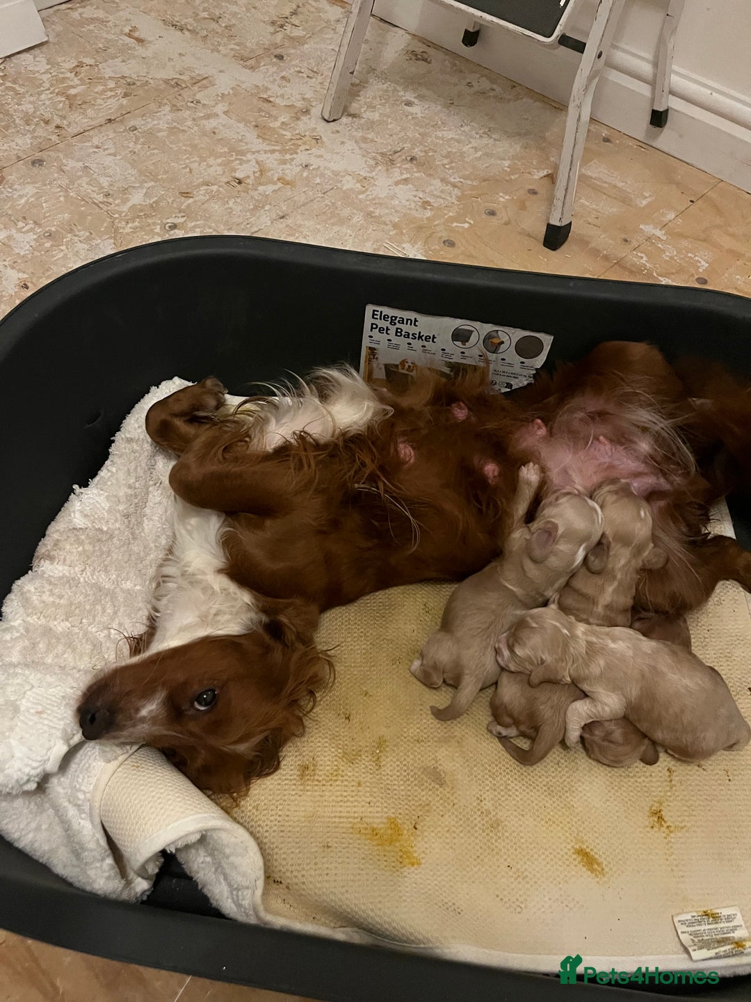 Cockapoo dogs for sale: F1 cockapoo  - Advert 12