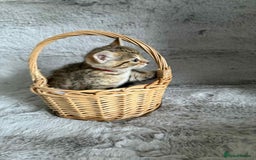 Bengal cats for sale: Stunning bengal kittens for sale to loving home - Image 20