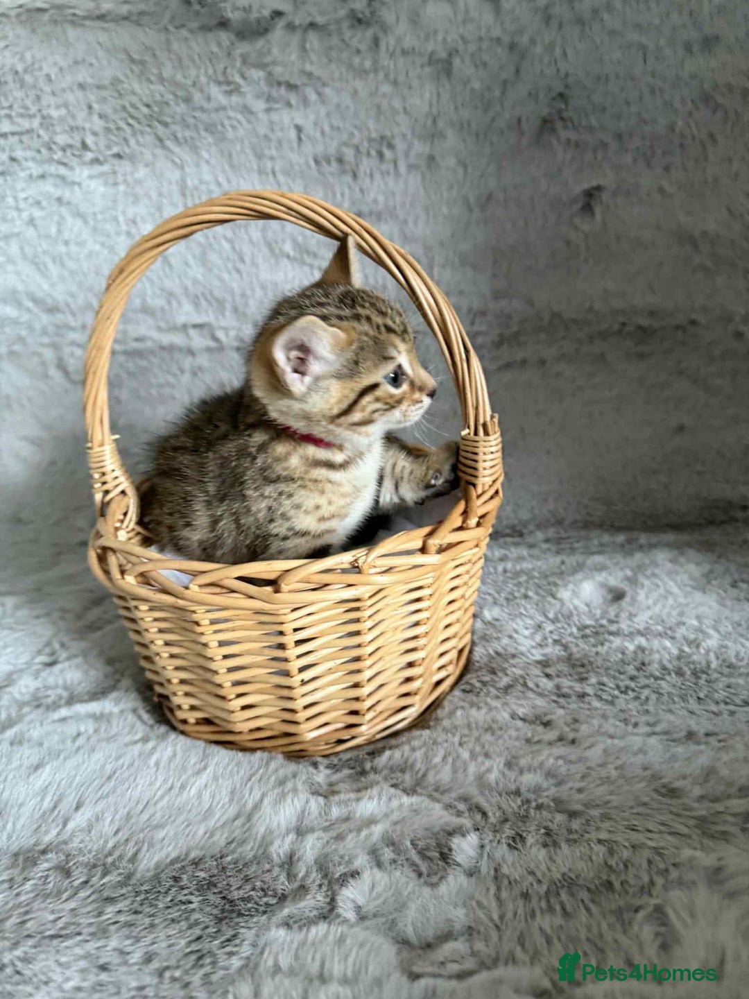 Bengal cats for sale: Stunning bengal kittens for sale to loving home - Image 20