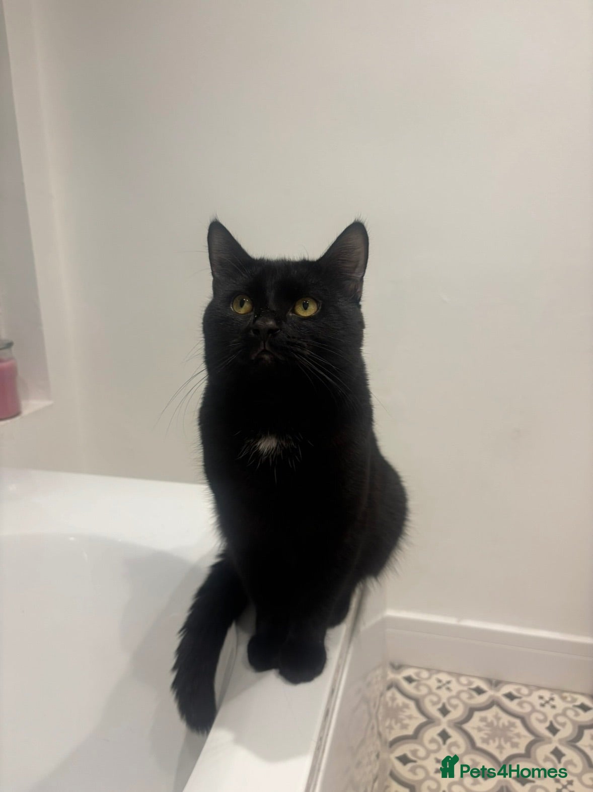 British Shorthair cats Black Cat Looking for an Experienced Forever Home - Advert 4