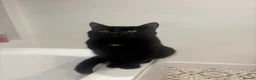 British Shorthair cats for sale: Black Cat Looking for an Experienced Forever Home - Advert 1