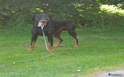 Dobermann dogs for sale: Loveable Friendly Duke - Image 5