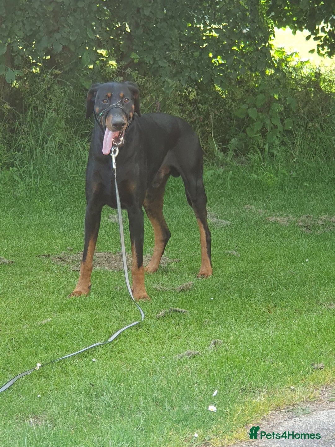 Dobermann dogs for sale: Loveable Friendly Duke - Image 5