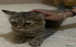 Mixed Breed cats for adoption: PERSE - ADORABLE BEAUTIFUL SEMI LONG HAIR SPAYED - Image 5