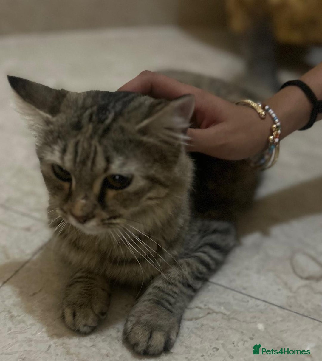Mixed Breed cats for adoption: PERSE - ADORABLE BEAUTIFUL SEMI LONG HAIR SPAYED - Image 5