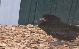 Chickens poultry for sale: Fraggle and polish males - Image 4