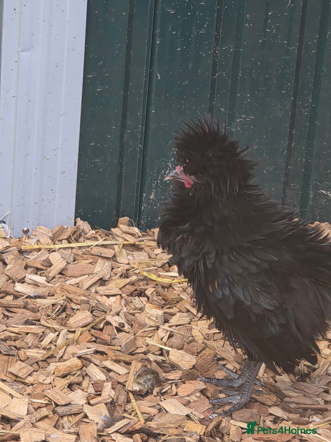 Chickens poultry for sale: Fraggle and polish males - Image 4