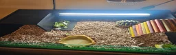 Tortoise reptiles for sale: Tortoise  - Advert 5