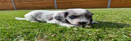 Cockapoo dogs for sale: Beautiful F1 Cockapoo Babies 🐾🐾🐾 - Advert 5