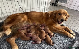 Golden Retriever dogs for stud: Hip & elbow scored health tested proven stud boy  in Barnsley - Image 6