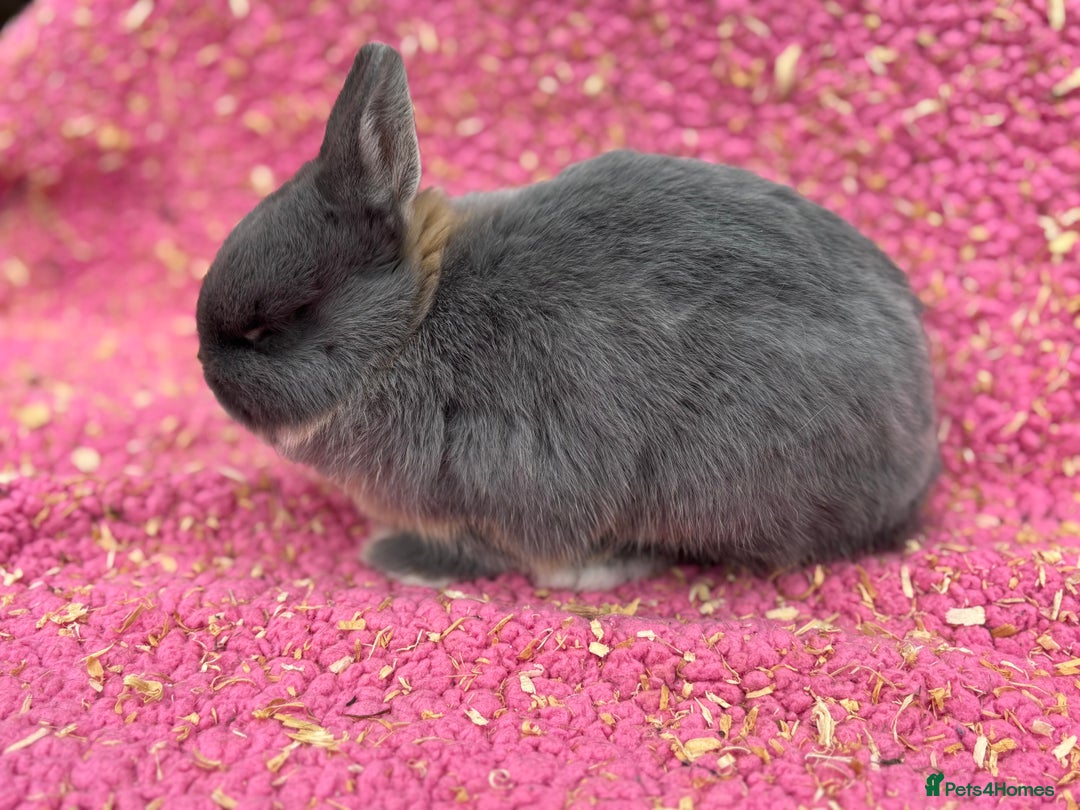 Netherland Dwarf rabbits for sale: Blue otter Netherland dwarf buck - Image 2