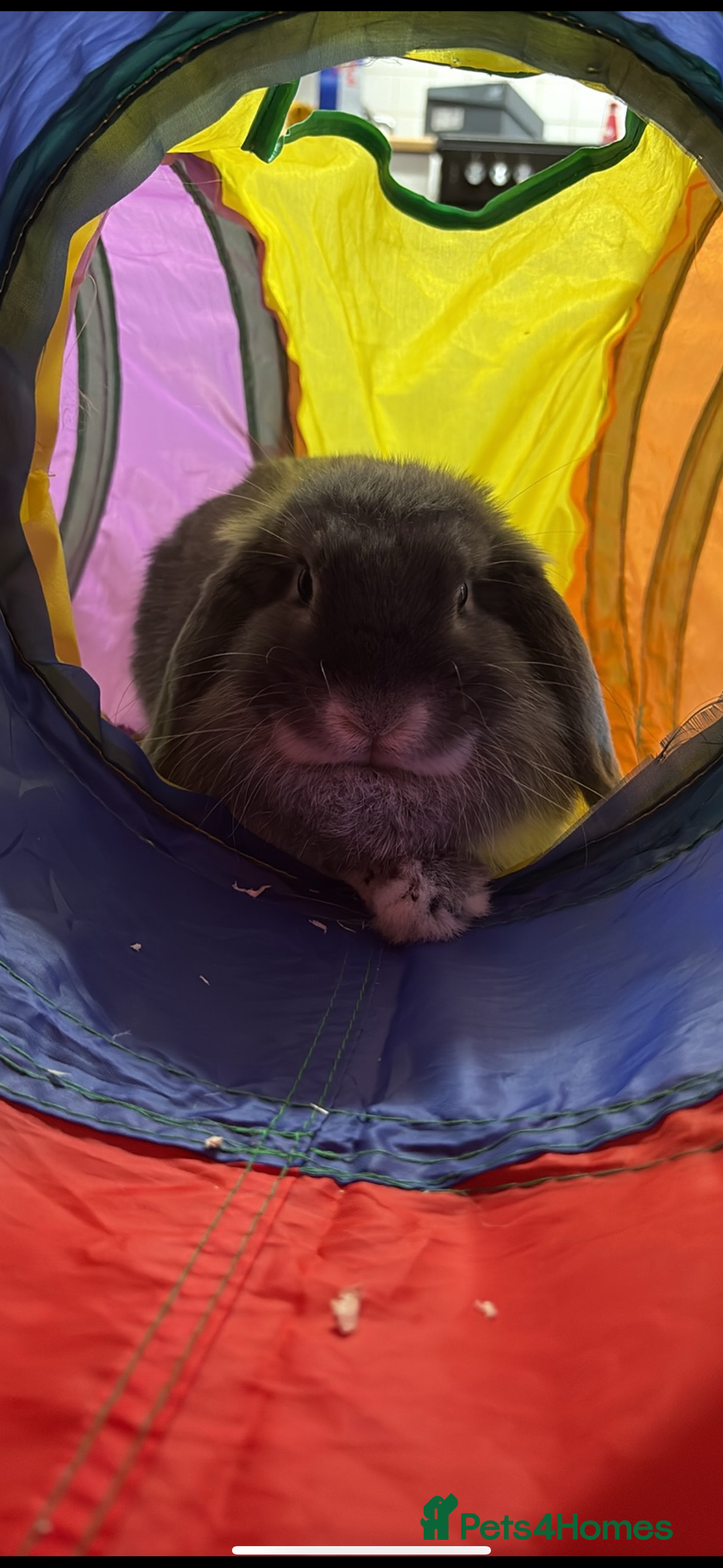 Mini Lop rabbits for sale: Mini lop female  - Image 8